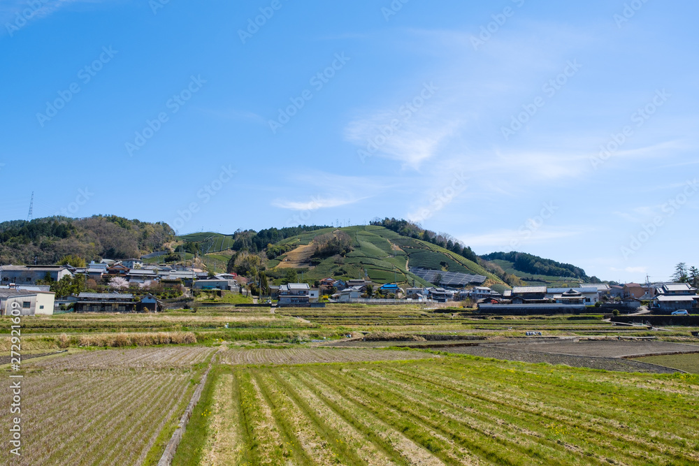 写真素材: 京都府和束町の茶畑　春