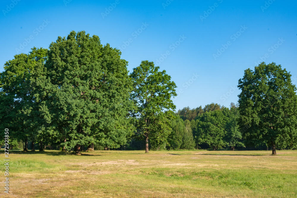 Photography in the evening hour of nature in the summer on a sunny day. Beautiful dawn time. Photography in the evening hour of nature in the summer on a sunny day. Beautiful dawn time.