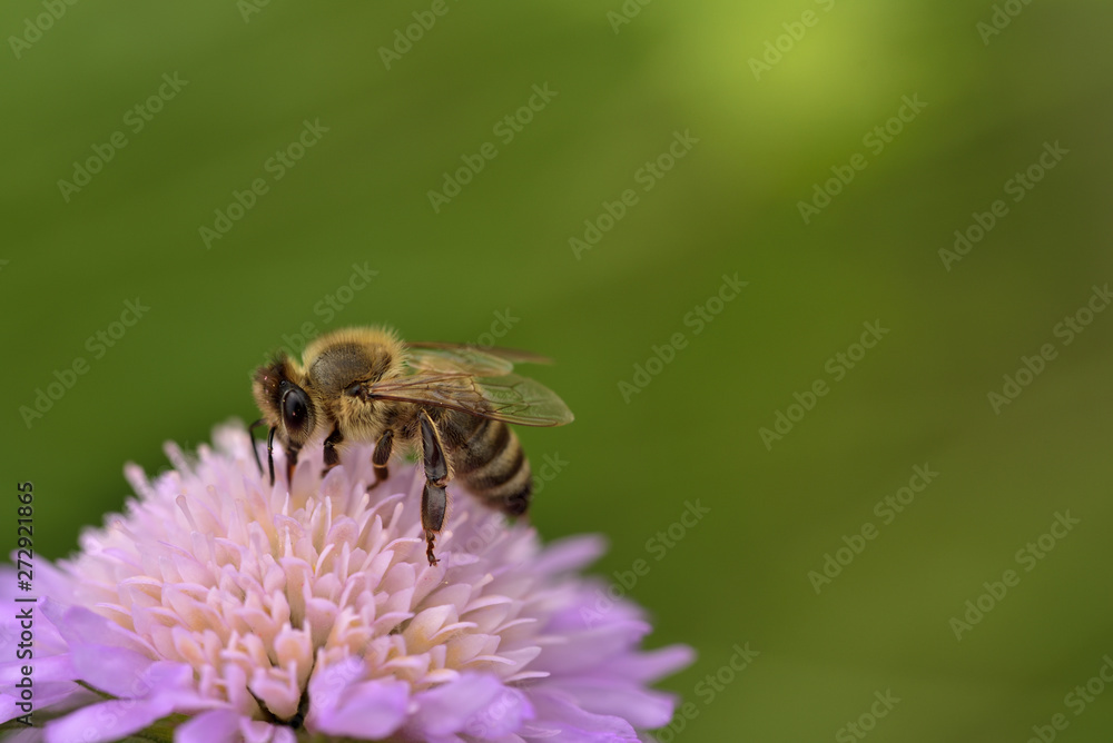 Nahaufnahme einer Honigbiene beim Sammeln von Pollen auf einer lila wiesenblume mit grünem Hintergrund Nahaufnahme einer Honigbiene beim Sammeln von Pollen auf einer lila wiesenblume mit grünem Hintergrund