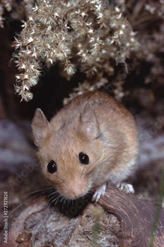 Golden Mouse (Ochrotomys Nuttalli)
