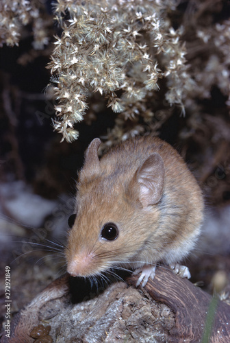 Golden Mouse (Ochrotomys Nuttalli)