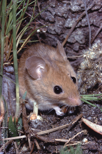Golden Mouse (Ochrotomys Nuttalli)