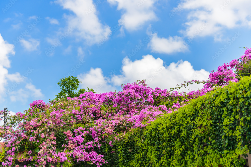 bougainvillea flower with green leaf bougainvillea flower with green leaf