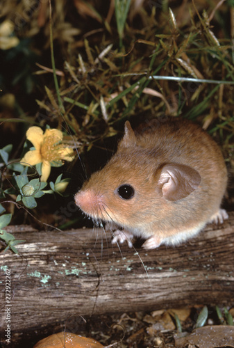 Golden Mouse (Ochrotomys Nuttalli) photo