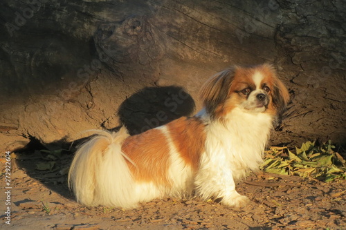 Fotografie Tibet Spaniel - Tibetan Spaniel - Kleiner Hund im Wald vor einem Baumstamm