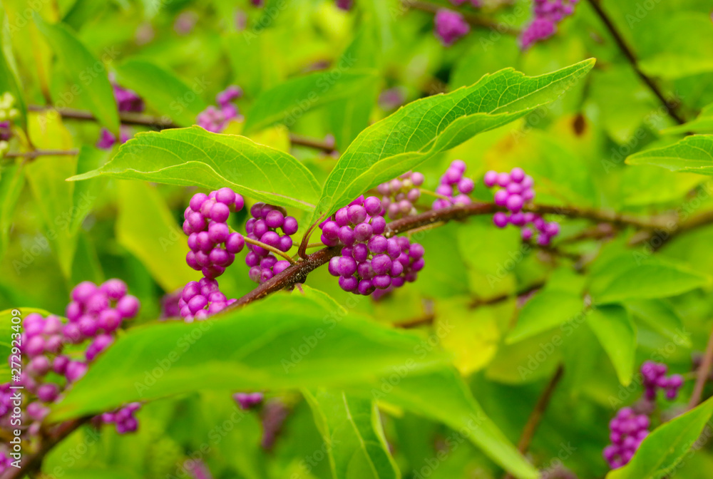 beautyberry tree or American beautyberry (Callicarpa americana) transition of unripe green to ripe purple or Beautyberry Shrub with Purple berries beautyberry tree or American beautyberry (Callicarpa americana) transition of unripe green to ripe purple or Beautyberry Shrub with Purple berries