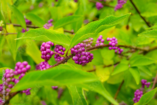 beautyberry tree or American beautyberry (Callicarpa americana) transition of unripe green to ripe purple or Beautyberry Shrub with Purple berries