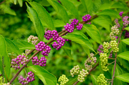 beautyberry tree or American beautyberry (Callicarpa americana) transition of unripe green to ripe purple or Beautyberry Shrub with Purple berries photo