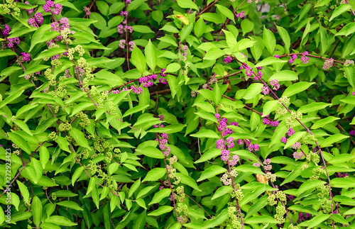 beautyberry tree or American beautyberry (Callicarpa americana) transition of unripe green to ripe purple or Beautyberry Shrub with Purple berries