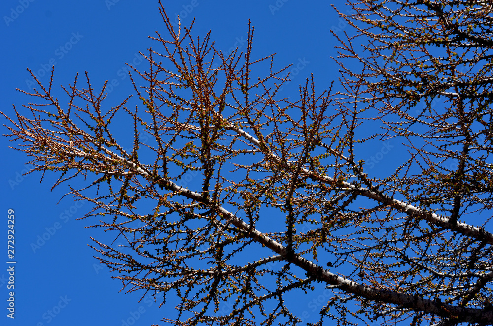 The branches of a tree stretch across a bright blue sky. The branches have no leaves but are covered in flower buds. The branches of a tree stretch across a bright blue sky. The branches have no leaves but are covered in flower buds.