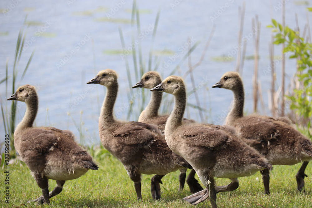 Obraz premium goslings