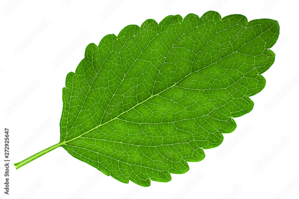 Obraz premium Melissa leaf closeup