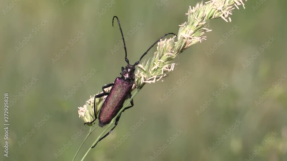 Beetle woodcutter on a grass stalk.