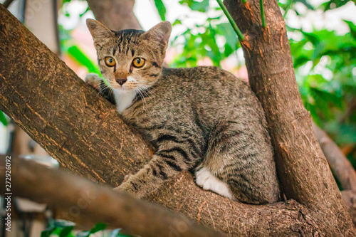Cute tabby Kitten Relaxing on top of Tree.
