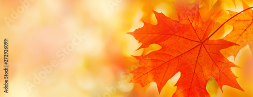 Colorful maple leaves close-up on the blurry background photo