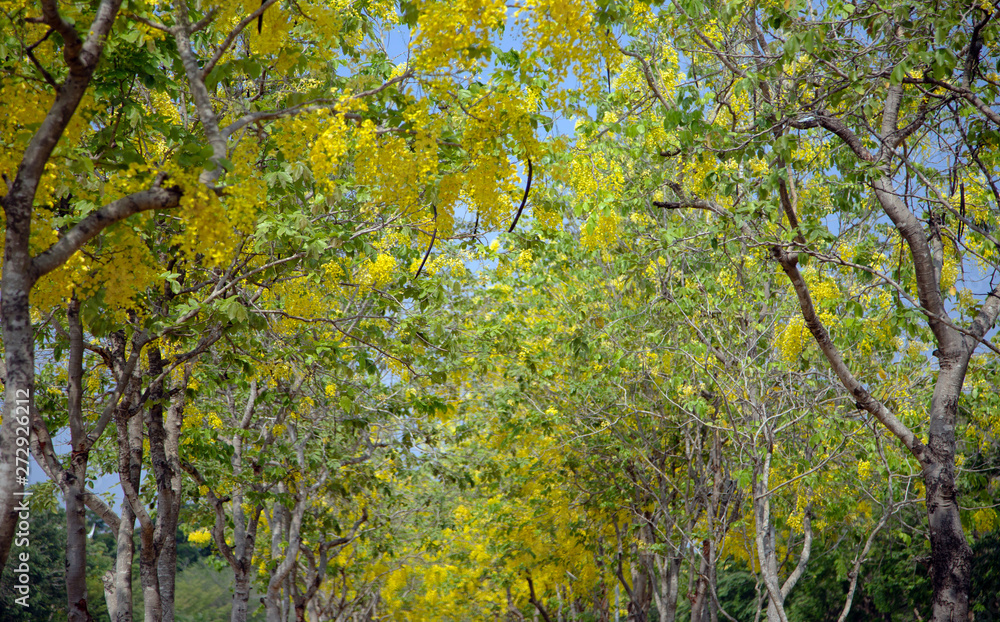 cassia tropical yellow flower tree in autumn cassia tropical yellow flower tree in autumn