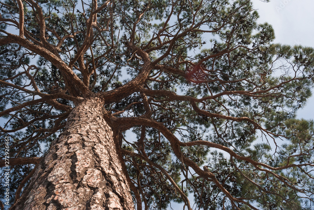 Obraz premium View in a tree crown from below on sunny day. Tree with green leaves and blue sky. Old pine from below