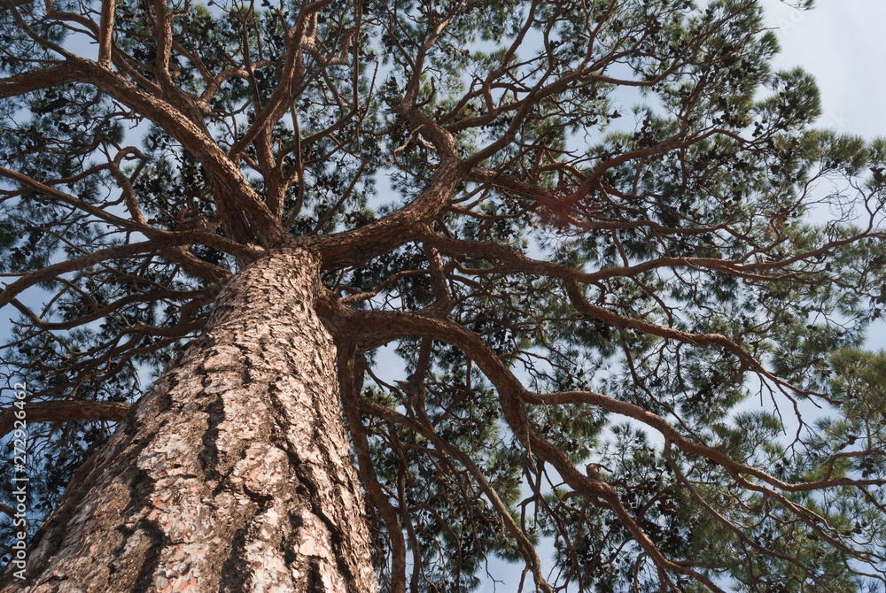 View in a tree crown from below on sunny day. Tree with green leaves and blue sky. Old pine from below View in a tree crown from below on sunny day. Tree with green leaves and blue sky. Old pine from below