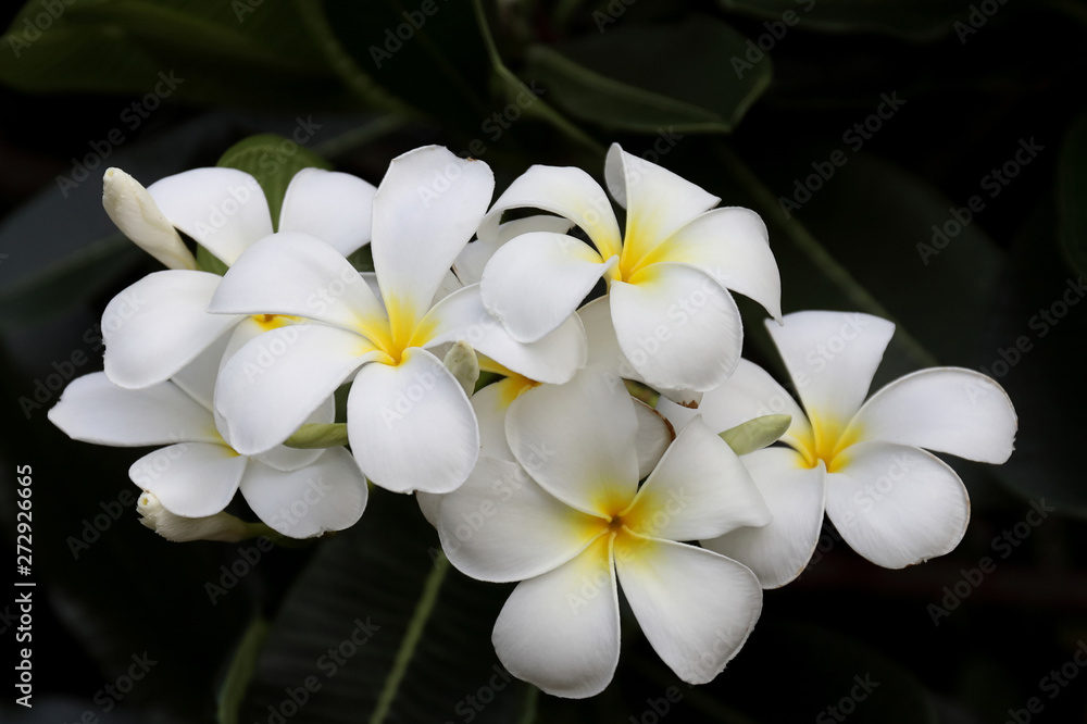 Fototapeta premium White plumeria on the plumeria tree, Beautiful flower background