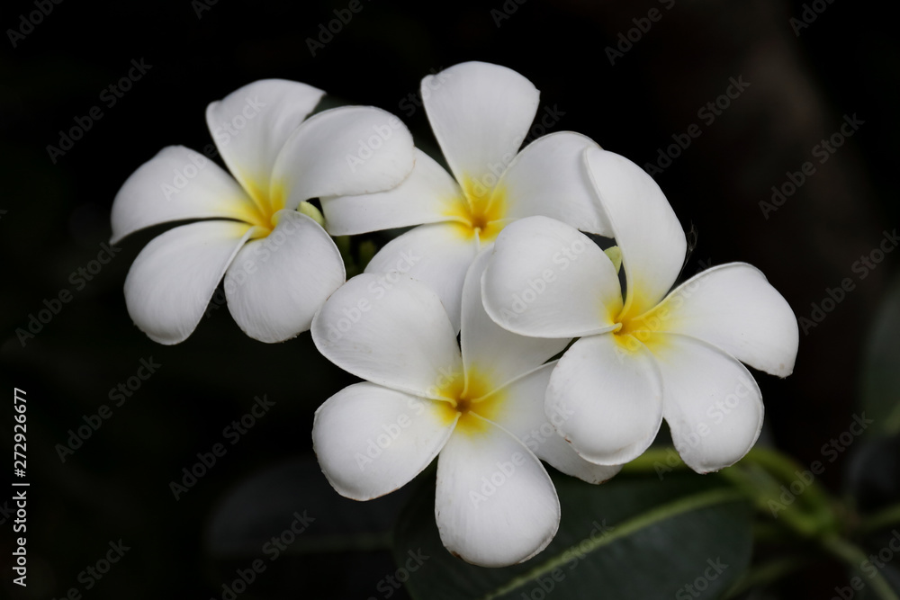 White plumeria on the plumeria tree, Beautiful flower background White plumeria on the plumeria tree, Beautiful flower background