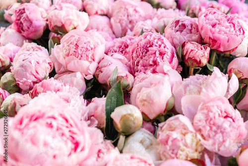 Fototapeta Naklejka Na Ścianę i Meble -  Warehouse refrigerator, Wholesale flowers for flower shops. Pink peonies in a plastic container or bucket. Online store. Floral shop and delivery concept.