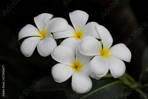 White plumeria on the plumeria tree, Beautiful flower background