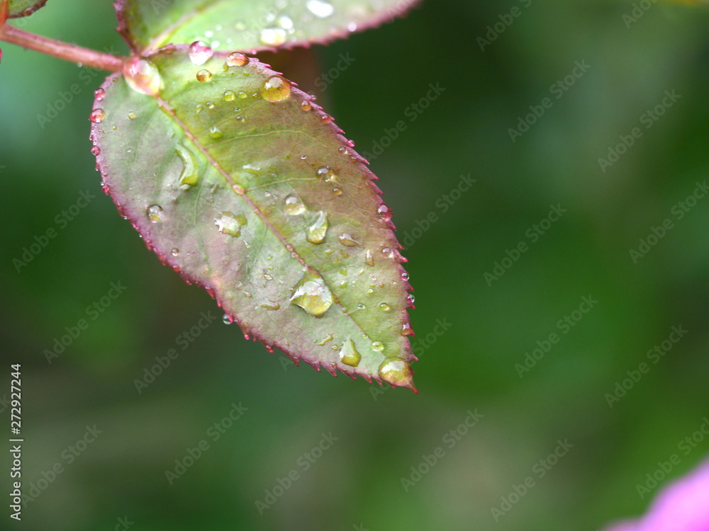 London, UK – June 2019 – Isolated Leaf From A Floribunda Heidi Klum Rose London, UK – June 2019 – Isolated Leaf From A Floribunda Heidi Klum Rose
