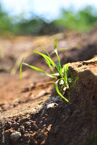 young plant in soil