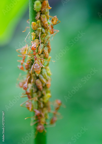Group of aphid with red ant on tree branch © Beach boy 2024