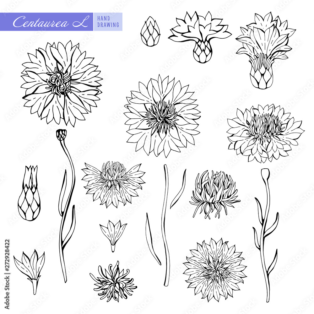 Naklejka Cornflower in black and white contour. Vector Botanical illustration. Objects isolated on white background. Summer design for your cards design, banners. Centaurea