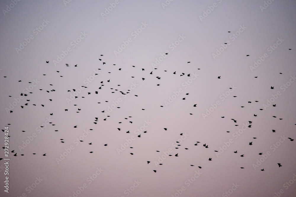 Crowd of common starling birds (Sturnus vulgaris) flying , during spring migration. Crowd of common starling birds (Sturnus vulgaris) flying , during spring migration.