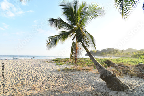 palm tree on the beach in samara nicoya costa rica central america