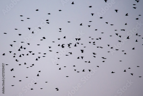 Crowd of common starling birds (Sturnus vulgaris) flying , during spring migration.