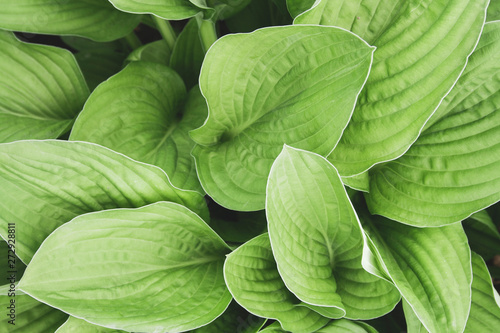Green beautiful hosta leaves top view background. Big green fresh leaves pattern for design, brochure, backdrop, web, ad.
