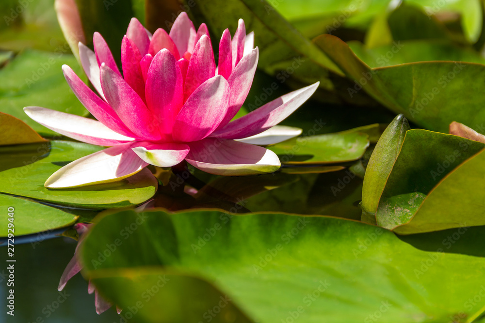 Beautiful opened pink water lily close-up, with blurred depth of field, floating on the lake. The concept of romance, calm, relax Beautiful opened pink water lily close-up, with blurred depth of field, floating on the lake. The concept of romance, calm, relax