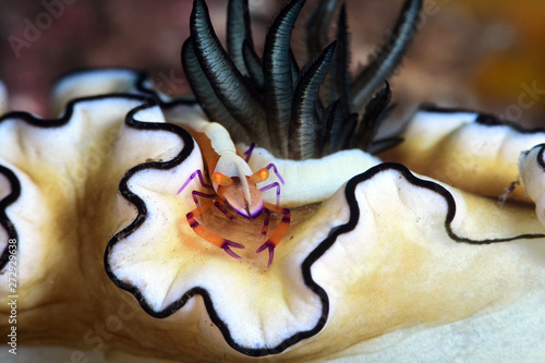 Emperor Shrimp is riding on a nudibranch. Diving, undrewater macro photography. Tulamben, Bali, Indonesia. photo