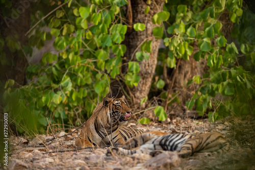 A mating pair of tigers resting after rounds of mating between these two tigers at ranthambore national park, india © Sourabh