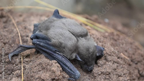 Lesser Asiatic Yellow House Bat (Scotophilus kuhlii) resting on rock, Animals mammals that can fly and has brown hair photo