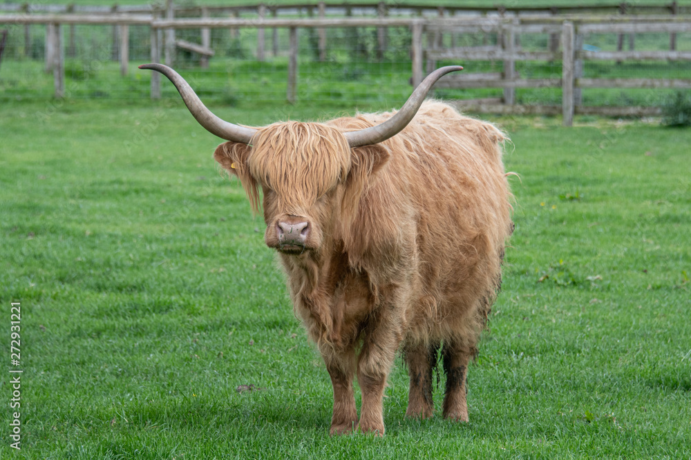 A single long horned highland cattle cow stands in the meadow staring at the camera A single long horned highland cattle cow stands in the meadow staring at the camera