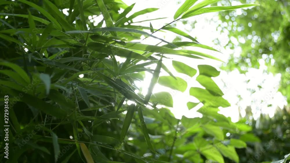 Green leaves of trees against sun rays, Sun shining through green leaves in the jungle. Green leaves of trees against sun rays, Sun shining through green leaves in the jungle.