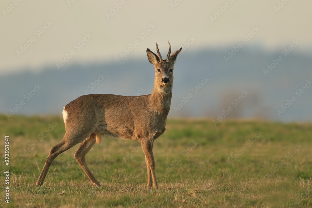 Obraz premium wildlife scene from spring nature. roe deer standing on meadow. Deer in the nature habitat. Capreolus capreolus.