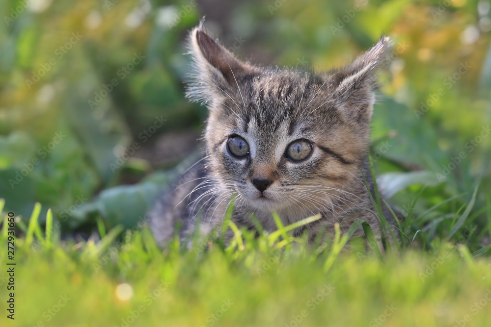 cute little tabby kitten. felis silvestris catus. portrait of a little tabby kitten. Tabby kitten lying in the grass. cute little tabby kitten. felis silvestris catus. portrait of a little tabby kitten. Tabby kitten lying in the grass.