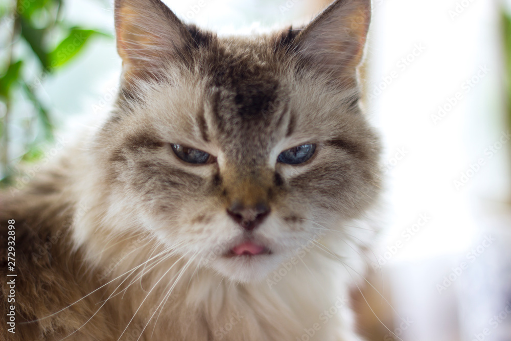Portrait of sitting cat tongue out, sunny day Portrait of sitting cat tongue out, sunny day