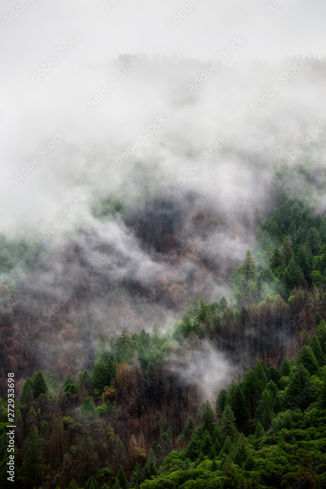 Dramatic fog and mist rolling over an evergreen tree landscape after a rain storm with room for text