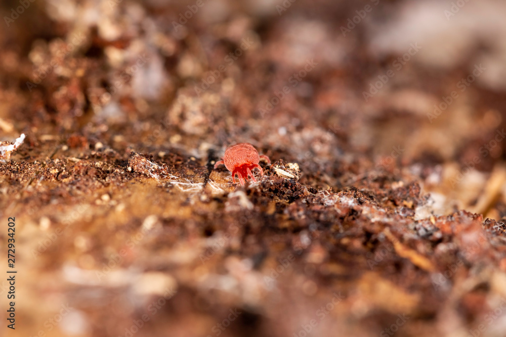 Close up macro image of Red velvet mite (Trombidium holosericeum) on a wood Close up macro image of Red velvet mite (Trombidium holosericeum) on a wood