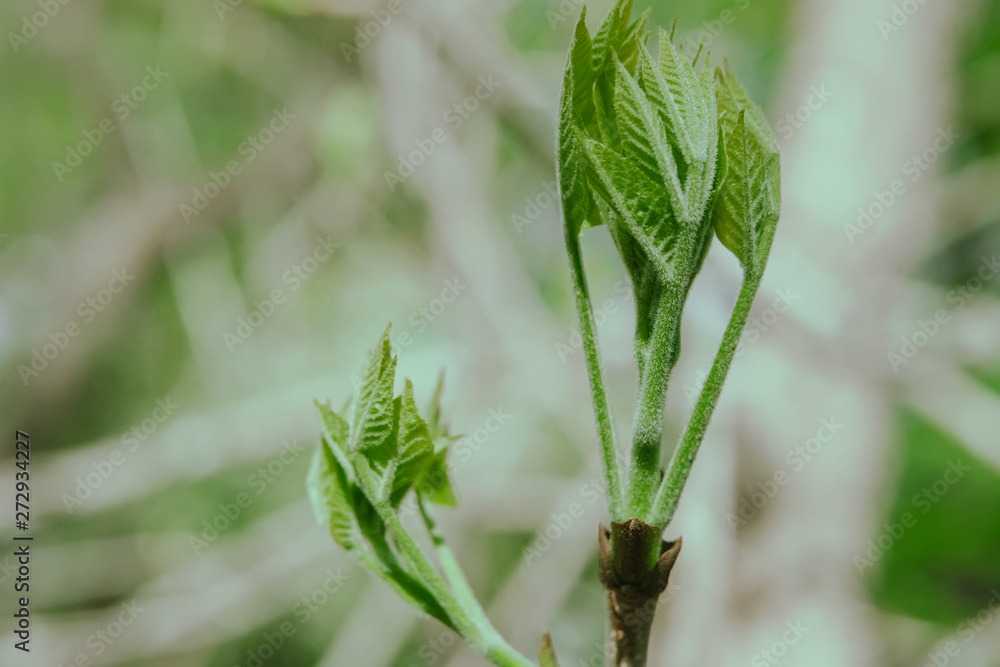 young plant in spring young plant in spring
