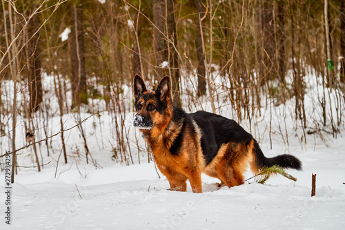 Dog German Shepherd in a winter day