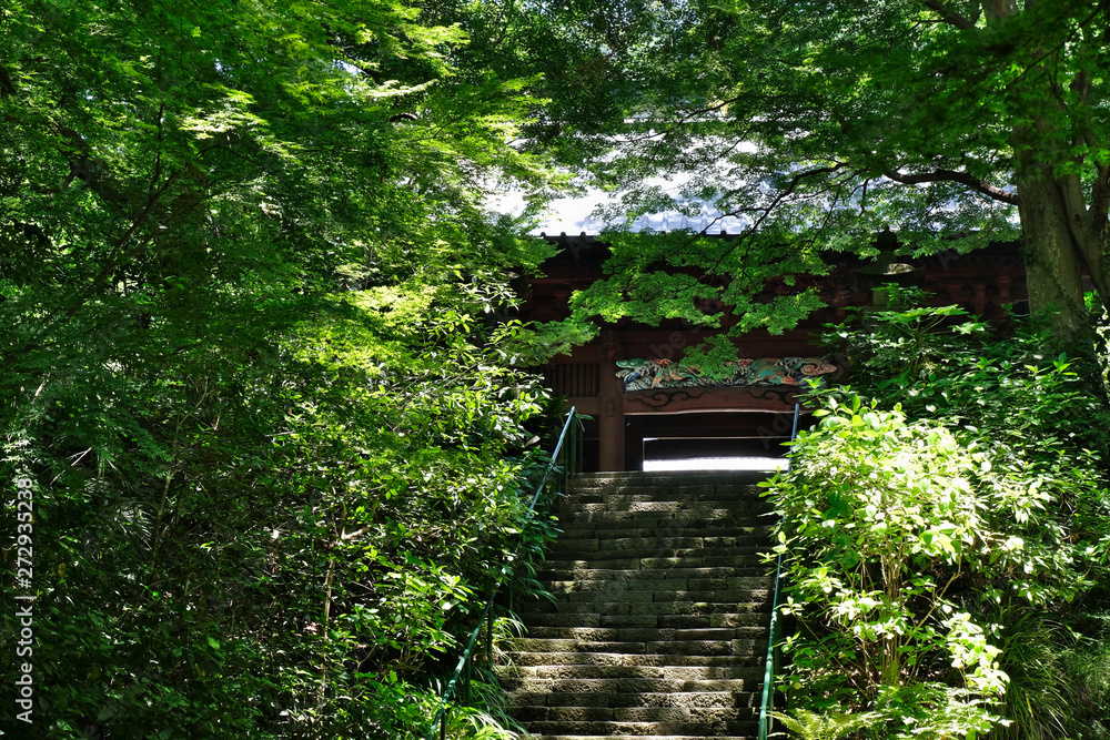 green maple leaves in Kamakura city, Japan green maple leaves in Kamakura city, Japan