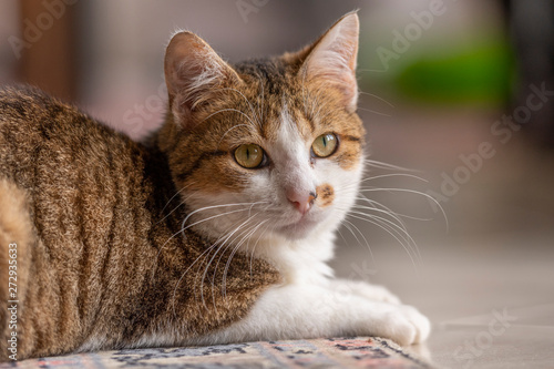 Jeune chat qui joue avec une souris et un tapis dans la maison