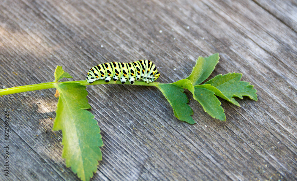 The caterpillar of the butterfly Machaon on the green leaf on wooden background. Papilio machaon